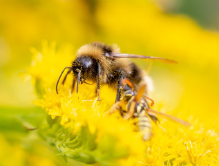 bee on flower