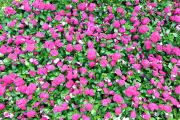 Naklejka premium Bright pink impatiens hawkeri flowers