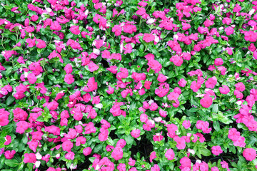 Bright pink impatiens hawkeri flowers