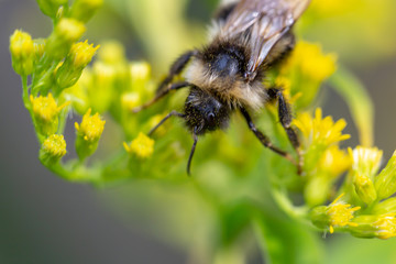 bee on flower