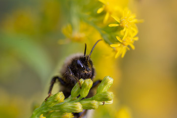 bee on flower