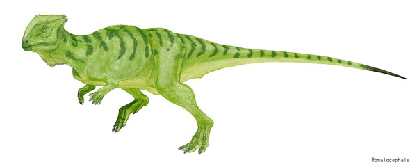 白亜紀後期のモンゴルに生息。頭骨に特徴のある堅頭亜目はこのホマロケファレ科と棘が多いパキケファロ科に分かれるが、ホマロケファレはパキケファロ科の恐竜に比して頭頂の骨は薄く、平板であった。腰の骨は後者に比して以上に幅が広い。ホマロケファレは「平たい頭」という意味。植物食