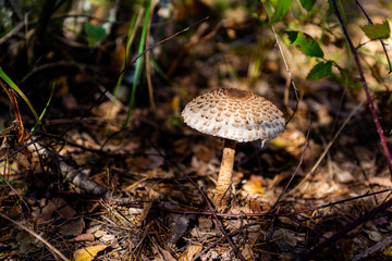 mushroom in the forest