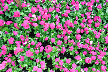 Bright pink impatiens hawkeri flowers