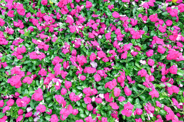 Bright pink impatiens hawkeri flowers