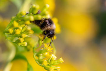 bee on flower