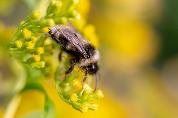 bee on flower