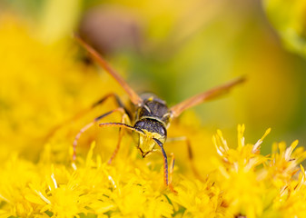 bee on a flower