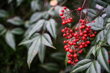 ナンテン　南天　Nandina domestica
