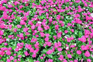Bright pink impatiens hawkeri flowers