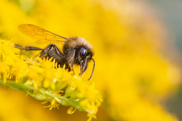 bee on flower