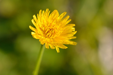 Kohl-Gänsedistel (Sonchus oleraceus)