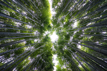 竹林　嵐山　 Bomboo forest　Arashiyama