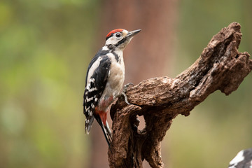 Middle Spotted Woodpecker