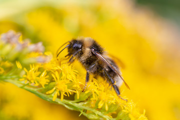 bee on yellow flower