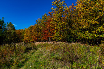 Golden Polish Autumn landscape with colorful trees and blue sky, Poland October 2019