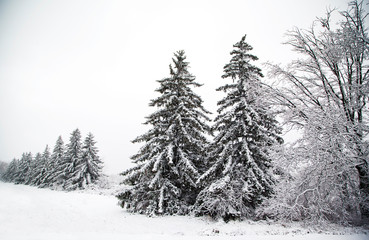 Winter day in the forest with snowy trees. Snow-covered coniferous trees in winter