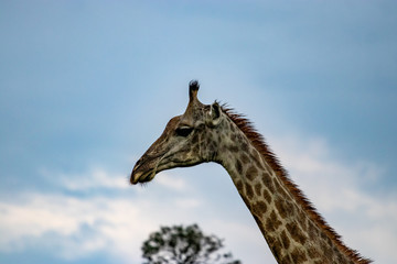 Giraffe in the bush