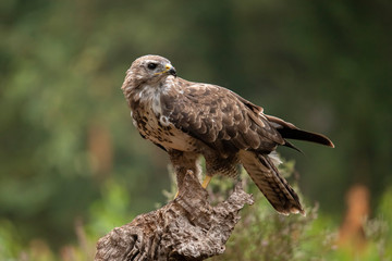 Buzzard, Common Buzzard. Buteo buteo