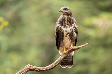 Buzzard, Common Buzzard. Buteo buteo