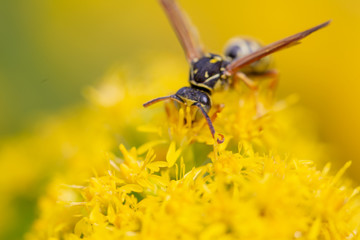 bee on flower