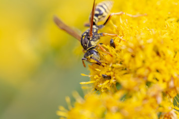 bee on flower