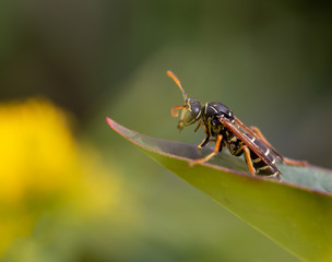 fly on leaf