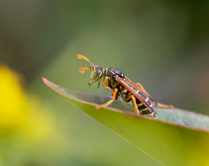 fly on leaf