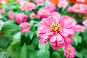 Pink Zinnia elegans flower in the field.