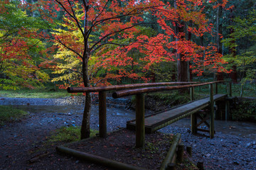 Fototapeta na wymiar Bamboo bridge at autumn shrine forest in Japan