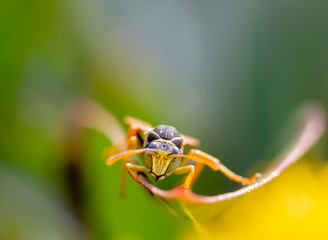 fly on flower