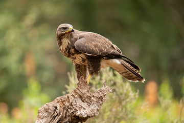 Buzzard, Common Buzzard. Buteo buteo