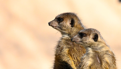 Suricates