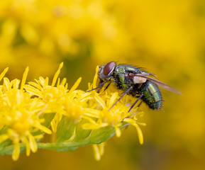 fly on flower