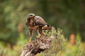 Buzzard, Common Buzzard. Buteo buteo