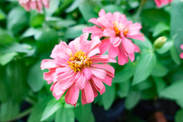 Fototapeta premium Pink Zinnia elegans flower in the field.