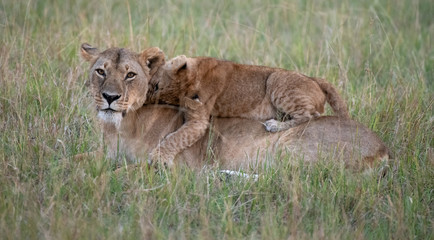 Lion cub lying on mother