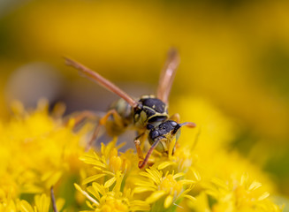 bee on flower