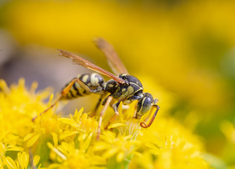 bee on flower