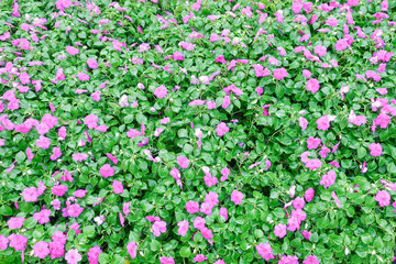Bright pink impatiens hawkeri flowers