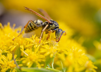 bee on flower