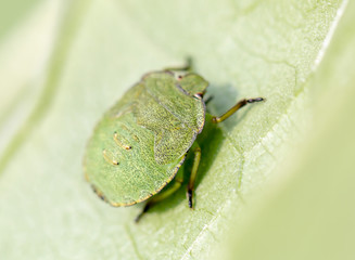 beetle on leaf