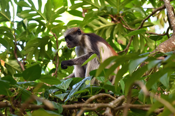 Zanzibar red colobus in Jozani forest. Tanzania, Africa