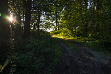 Road in the forest