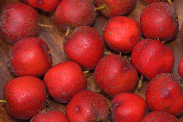 Naklejka na ściany i meble Harvested Japanese hawthorn fruit, Crataegus cuneata