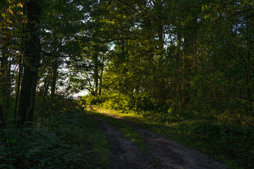 Road in the forest