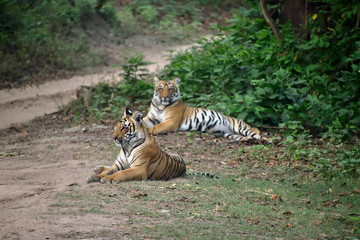 Jim Corbett tiger reserve forest, India