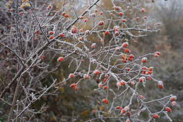 Stimmungsvoller frostiger Hagebuttenstrauch