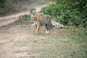 Jim Corbett tiger reserve forest, India