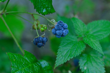 Früchte der Kratzbeere ( Rubus caesius )